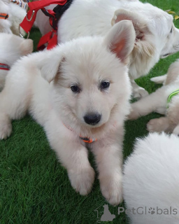 Zdjęcie №2 do zapowiedźy № 158041 na sprzedaż   - wkupić się Niemcy prywatne ogłoszenie