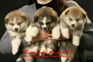 Zdjęcie №2 do zapowiedźy № 2289 na sprzedaż  akita (rasa psa) - wkupić się Federacja Rosyjska od żłobka, hodowca