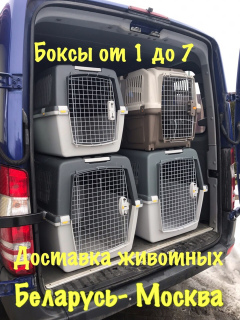 Zdjęcie №1. Usługi dostawy i transportu kotów i psów w Mińsk. Zapowiedź № 1188