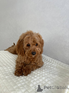 Zdjęcie №3. Dziewczyna Cockapo. Holandia