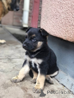 Zdjęcie №1.  - na sprzedaż w Alice Springs | 3707zł | Zapowiedź №161048