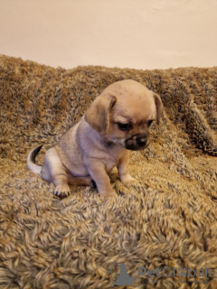 Zdjęcie №4. Sprzedam chihuahua (rasa psów) w Göttingen. prywatne ogłoszenie - cena - 2541zł