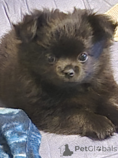 Zdjęcie №1. chihuahua (rasa psów) - na sprzedaż w Bregenz | 2870zł | Zapowiedź №147720