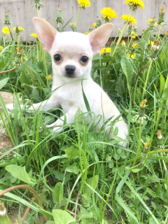 Zdjęcie №3. Mini Chihuahua. Białoruś