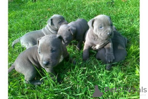 Zdjęcie №1. amerykański pitbulterier - na sprzedaż w Germering | 1674zł | Zapowiedź №147611