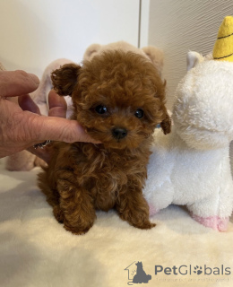 Zdjęcie №1. pudel (zabawka) - na sprzedaż w Berlin | negocjowane | Zapowiedź №155516