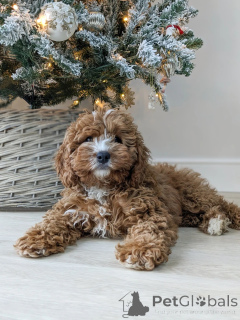 Zdjęcie №1. labradoodle - na sprzedaż w Berga | 2549zł | Zapowiedź №159406