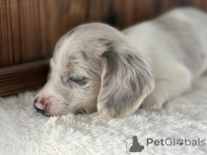 Zdjęcie №4. Sprzedam jamnik w Ohio. hodowca - cena - negocjowane