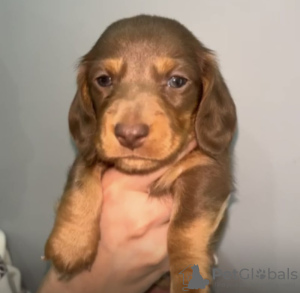 Zdjęcie №3. Miniaturdackel bereit für den valentinstag. Niemcy