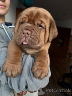 Zdjęcie №3. Szczeniaki Dogue de Bordeaux. Polska