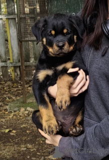 Zdjęcie №1. rottweiler - na sprzedaż w Jagodina | negocjowane | Zapowiedź №146094