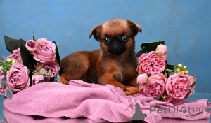 Zdjęcie №2 do zapowiedźy № 164174 na sprzedaż  brabantczyk - wkupić się Federacja Rosyjska prywatne ogłoszenie