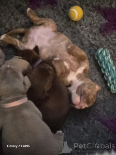 Zdjęcie №2 do zapowiedźy № 133091 na sprzedaż  american bully - wkupić się Niemcy prywatne ogłoszenie