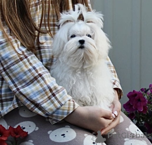 Zdjęcie №3. Mini Boy FCI. Ukraina