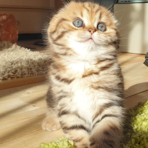 Zdjęcie №3. KOTY SZKOCZNE GOTOWE DO REZERWACJI. Mołdawia