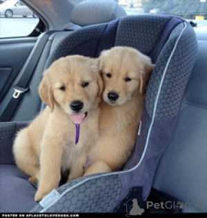 Zdjęcie №2 do zapowiedźy № 168826 na sprzedaż  golden retriever - wkupić się Malta hodowca