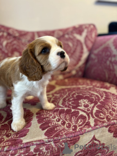 Zdjęcie №2 do zapowiedźy № 139946 na sprzedaż  pies nierasowy - wkupić się USA prywatne ogłoszenie