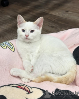 Zdjęcie №1. kot domowy - na sprzedaż w Monachium | 2870zł | Zapowiedź № 150626