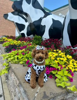 Zdjęcie №2 do zapowiedźy № 146067 na sprzedaż  pudel (royal) - wkupić się Australia hodowca