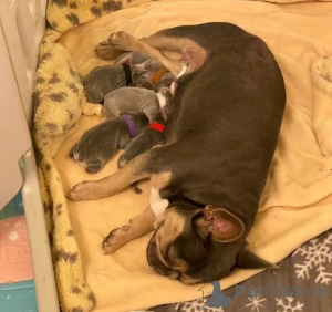 Zdjęcie №3. Urocze szczenięta buldoga francuskiego gotowe na ich wieczne domy!. Wielka Brytania