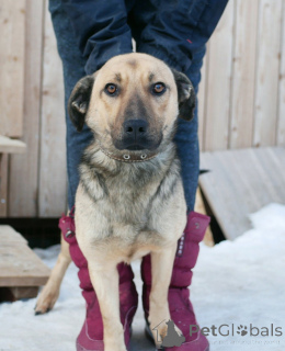 Zdjęcie №3. Mały pies rodzinny. Federacja Rosyjska