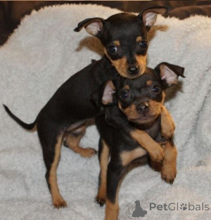 Zdjęcie №2 do zapowiedźy № 135625 na sprzedaż  doberman - wkupić się Niemcy hodowca