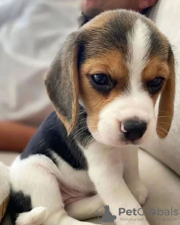 Zdjęcie №1. beagle (rasa psa) - na sprzedaż w Graz | negocjowane | Zapowiedź №53351