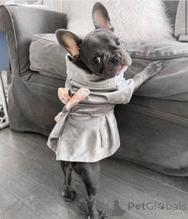 Zdjęcie №1. buldog francuski - na sprzedaż w Lipsk | negocjowane | Zapowiedź №152112