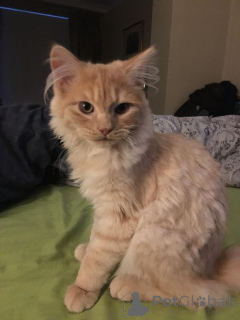 Zdjęcie №1. american wirehair - na sprzedaż w Aizlingen | 1913zł | Zapowiedź № 157797