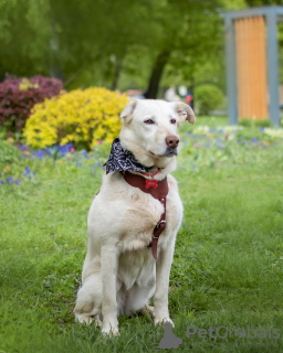 Zdjęcie №1. pies nierasowy - na sprzedaż w Москва | Bezpłatny | Zapowiedź №59041