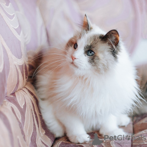 Dodatkowe zdjęcia: Niebieskooka piękna kotka Kasha szuka domu!
