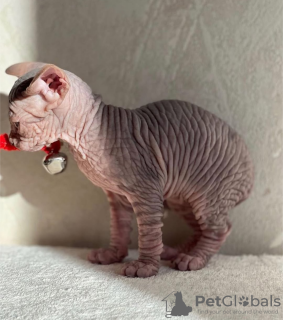 Zdjęcie №3. Se vende gatito esfinge. Hiszpania