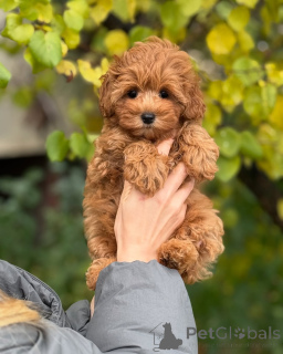 Zdjęcie №2 do zapowiedźy № 160071 na sprzedaż  maltipu - wkupić się Islandia prywatne ogłoszenie