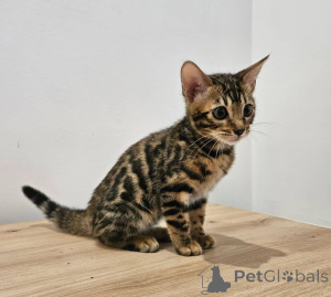 Zdjęcie №4. Sprzedam kot bengalski w Zurych. prywatne ogłoszenie - cena - negocjowane