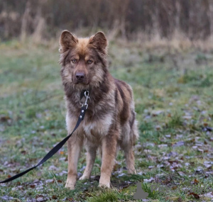 Zdjęcie №3. Szczeniak w dobrych rękach! Przystojny i sprytny Thor.. Federacja Rosyjska