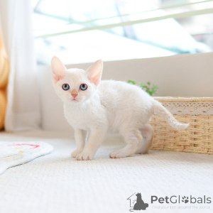 Zdjęcie №1. devon rex - na sprzedaż w Bradford | 1435zł | Zapowiedź № 152257