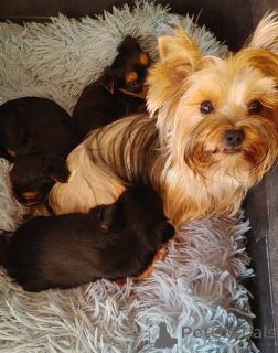 Zdjęcie №1. yorkshire terrier - na sprzedaż w Jokne’am | 4634zł | Zapowiedź №173373