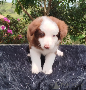 Zdjęcie №4. Sprzedam border collie w Zakłamy. prywatne ogłoszenie - cena - negocjowane