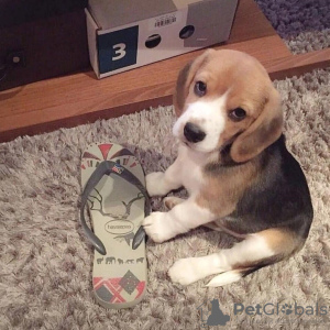 Zdjęcie №3. szczenięta rasy beagle. Niemcy