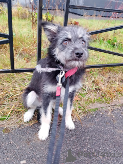 Zdjęcie №4. Sprzedam pies nierasowy w Petersburg. prywatne ogłoszenie - cena - Bezpłatny