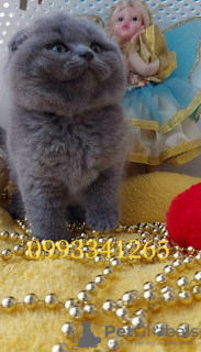 Zdjęcie №4. Sprzedam scottish fold w Пршибрам. hodowca - cena - 43575zł