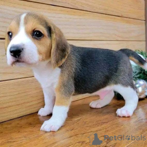 Zdjęcie №1.  - na sprzedaż w Brentwood | negocjowane | Zapowiedź №161169