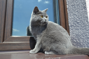 Zdjęcie №1. Usługi krycia - rasa: kot brytyjski krótkowłosy. Cena - 1155zł