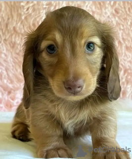 Zdjęcie №3. Wyszkolone w toalecie jamniki. Estonia