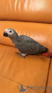 Zdjęcie №3. Loro Gris Africano. Hiszpania