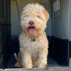 Zdjęcie №1. lagotto romagnolo - na sprzedaż w Nettetal | 2317zł | Zapowiedź №159188