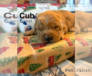 Zdjęcie №3. Sprzedam miot szczeniąt Golden Retriever. Australia