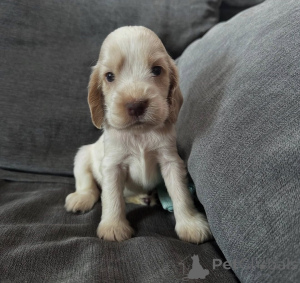 Zdjęcie №4. Sprzedam cocker spaniel angielski w Warszawa. hodowca - cena - negocjowane