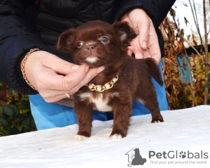 Zdjęcie №2 do zapowiedźy № 13871 na sprzedaż  chihuahua (rasa psów) - wkupić się Federacja Rosyjska hodowca