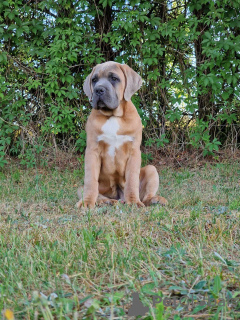 Zdjęcie №3. Cane Corso (FCI). Polska